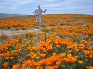  The Tin Woodman's Home Movie #2: California Poppy Reserve, Antelope Valley Poster
