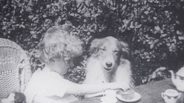 A Dog's Love Backdrop