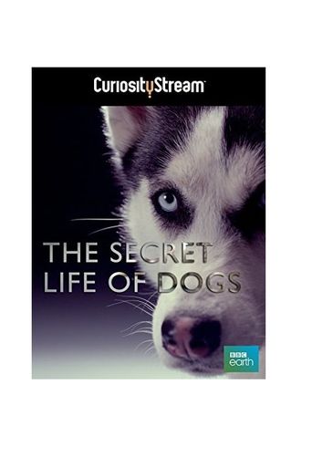  The Secret Life of Dogs Poster