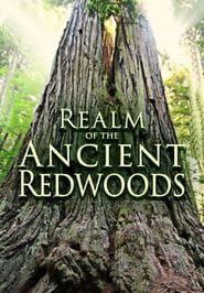  Realm of the Ancient Redwoods Poster