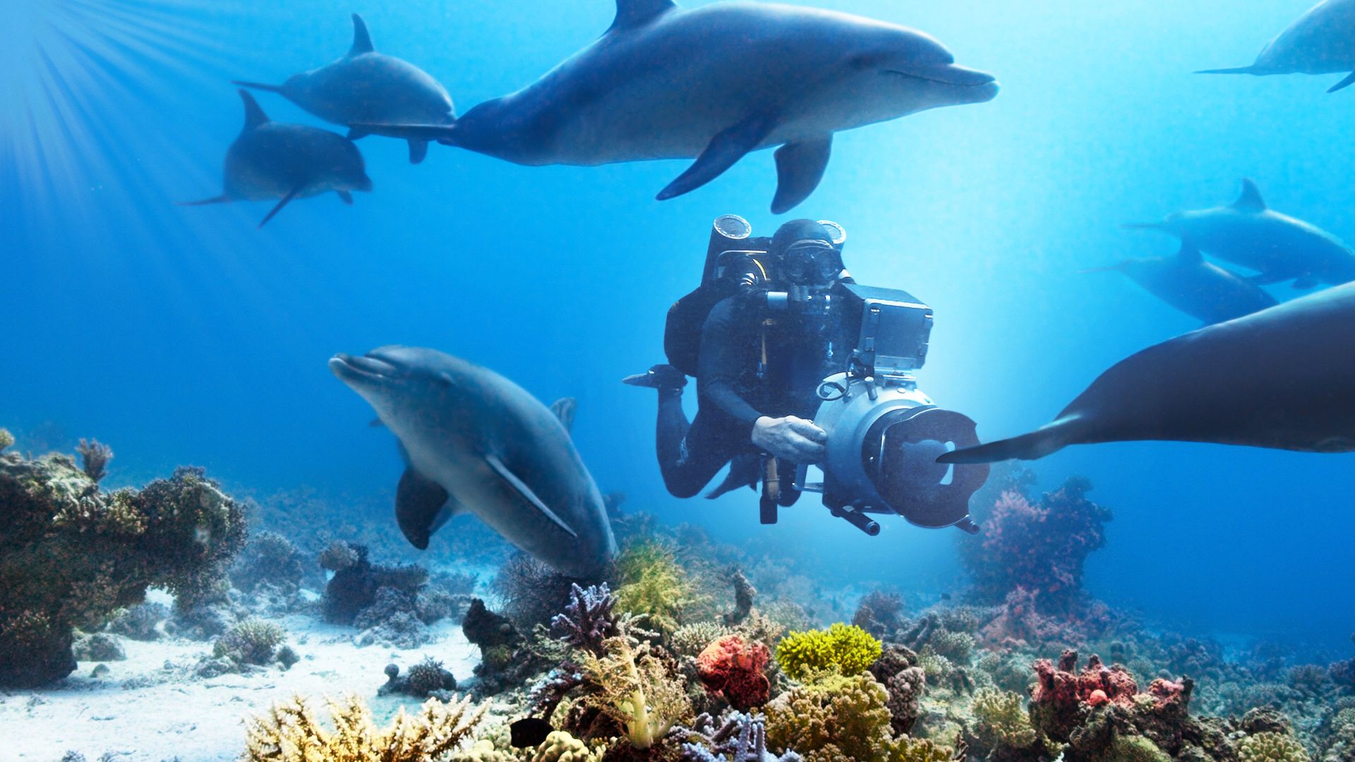 Diving with Dolphins Backdrop