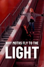  Why Moths Fly to the Light? Poster