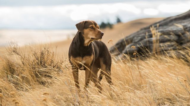 A Dog's Way Home Backdrop