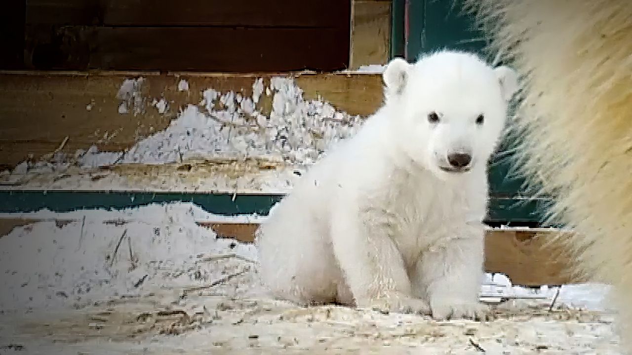 Britain's Polar Bear Cub Backdrop