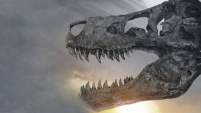 Dinosaur 13 Backdrop