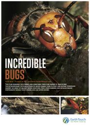 Incredible Insects Poster