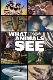  What Animals See Poster