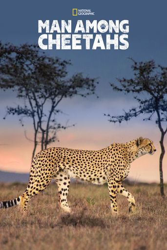  Man Among Cheetahs Poster
