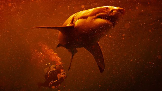 Sharkcano: Hawaii Backdrop