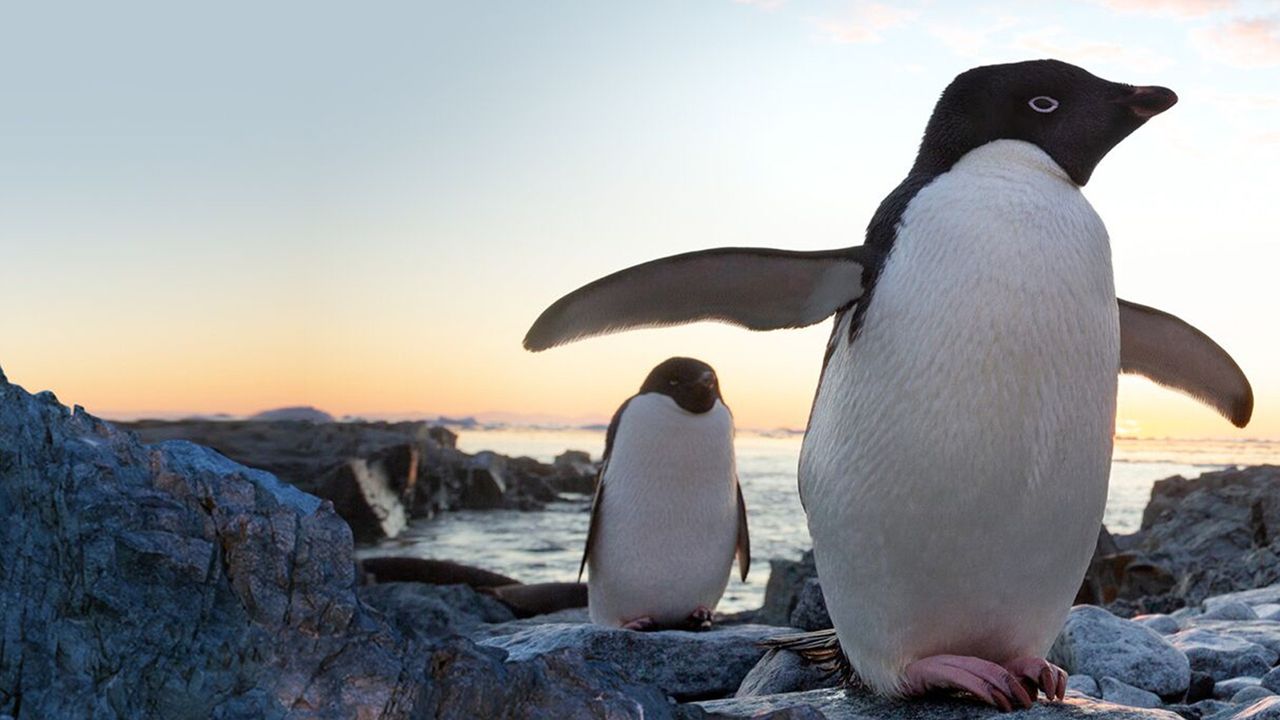 Penguins Backdrop