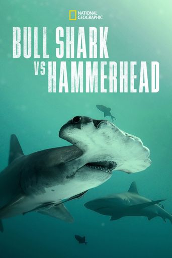  Bull Shark Vs. Hammerhead Poster