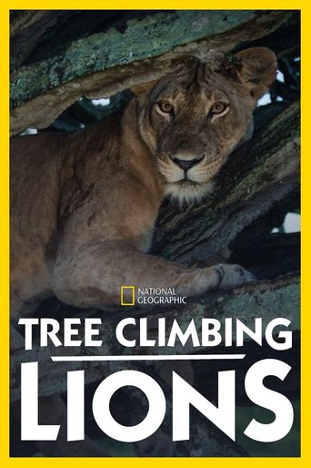  Tree Climbing Lions Poster