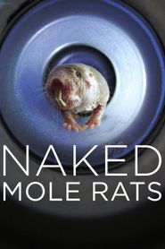  Naked Mole Rats Poster