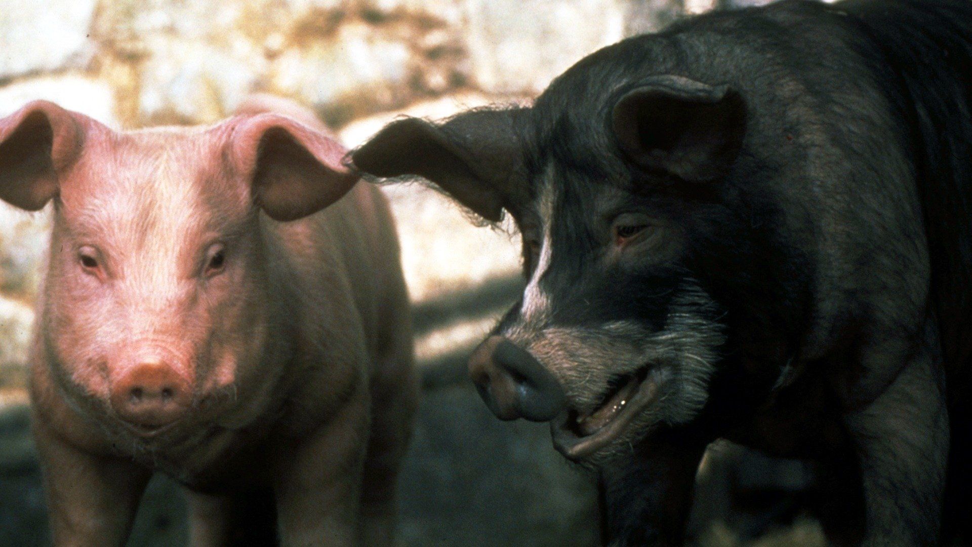 Animal Farm (1999) - Watch on Hoopla, DIRECTV STREAM, Freevee, The Roku  Channel, and Streaming Online | Reelgood