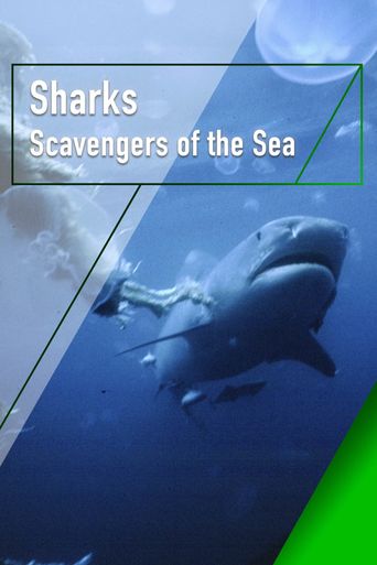 POSTER : les requins et raies de Méditerranée