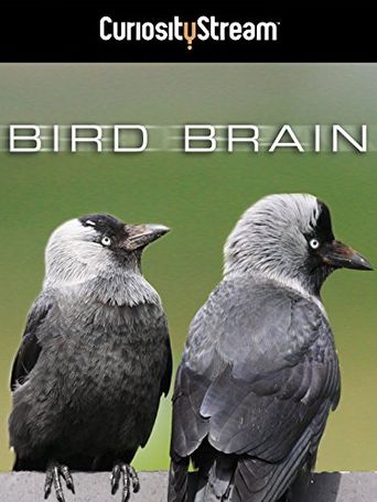  Bird Brain Poster