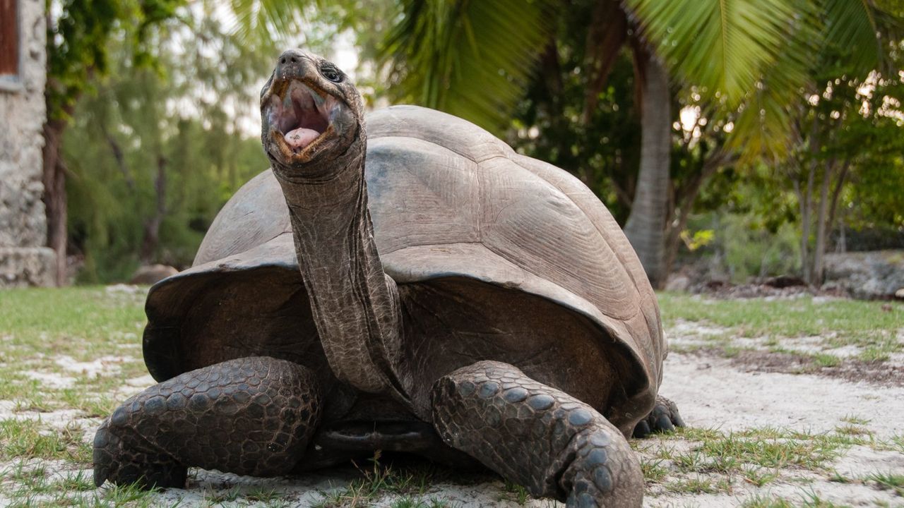 Aldabra: Once Upon an Island Backdrop