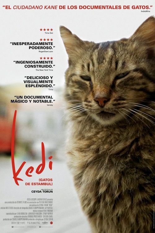 Kedi Poster