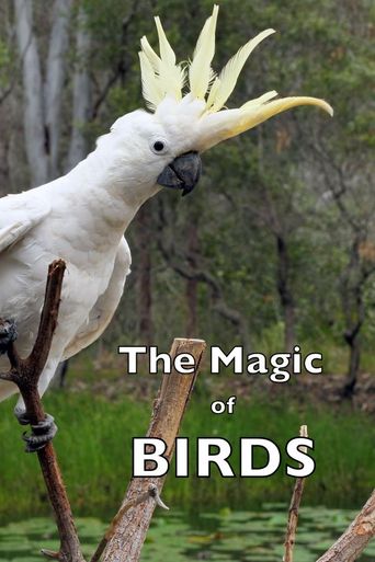 The Magic of BIRDS Poster