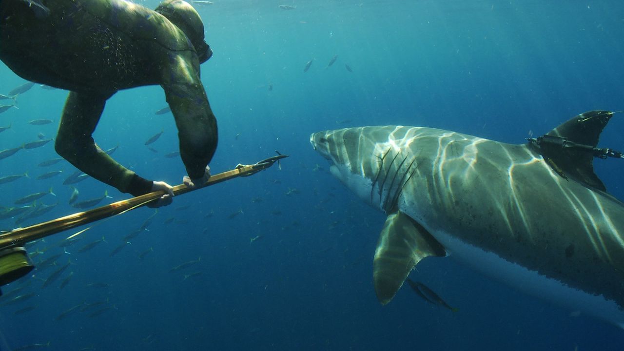 Great White Shark: Beyond the Cage of Fear Backdrop