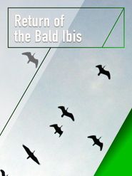  Return of the Bald Ibis Poster