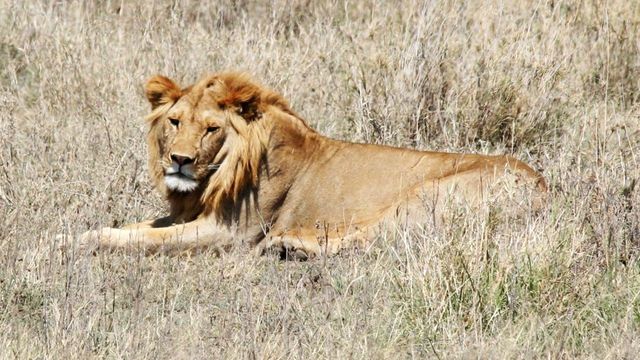 Africa: The Serengeti Backdrop