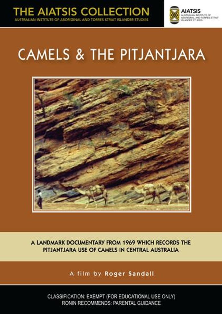 Camels and the Pitjantjara