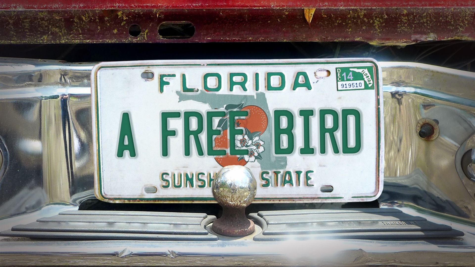 A Free Bird Backdrop