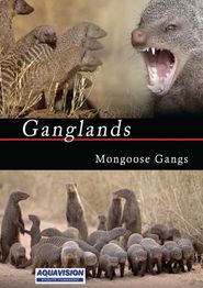  Mongoose Gangs Poster