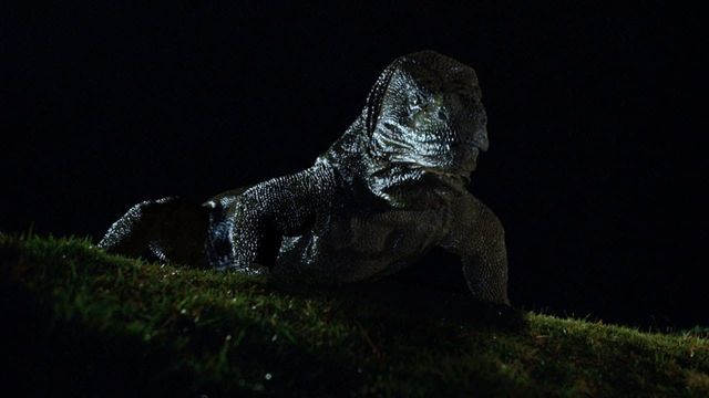 Komodo Backdrop