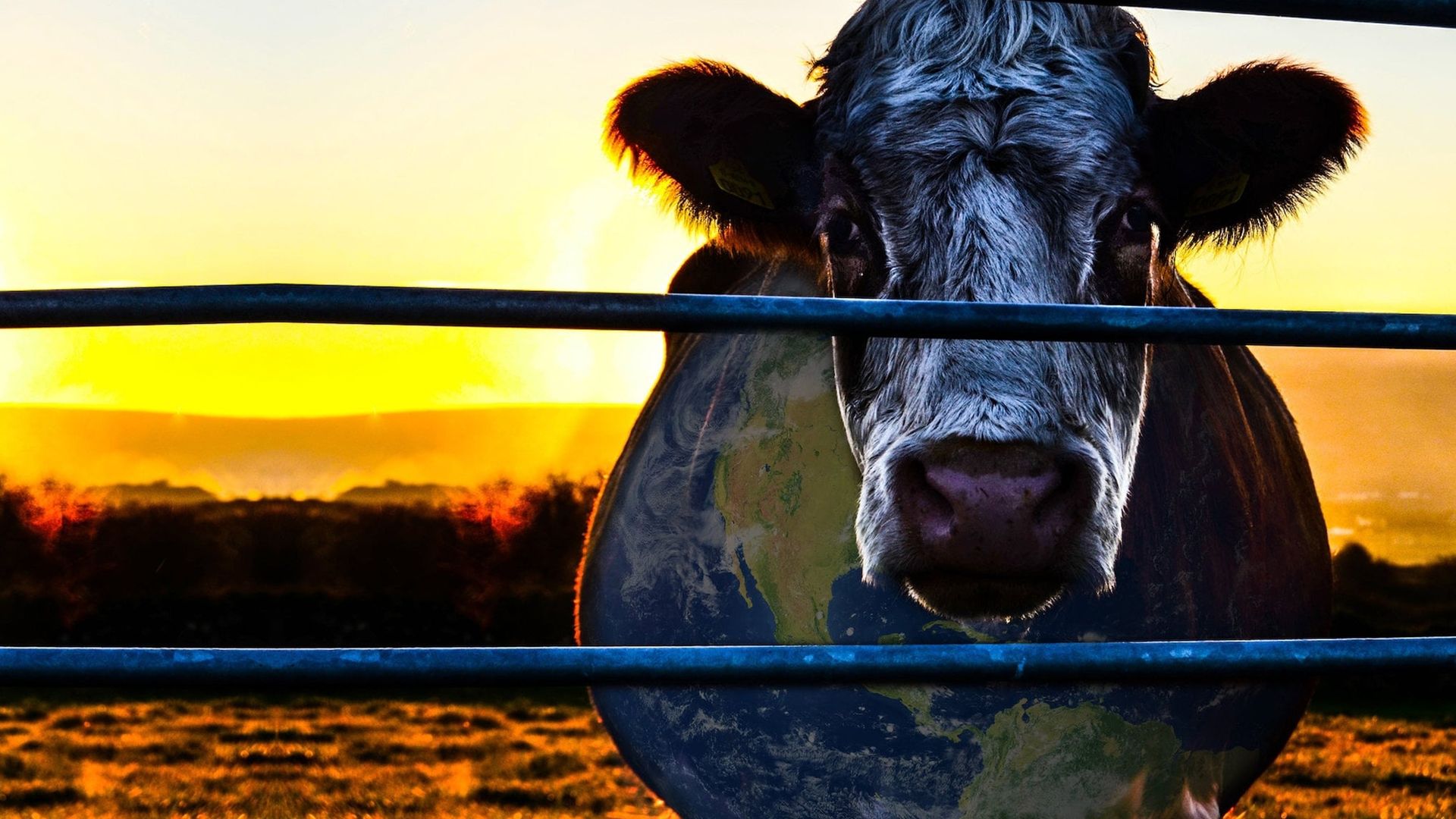Cowspiracy: The Sustainability Secret Backdrop