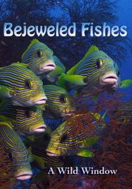  Wild Window: Bejeweled Fishes Poster