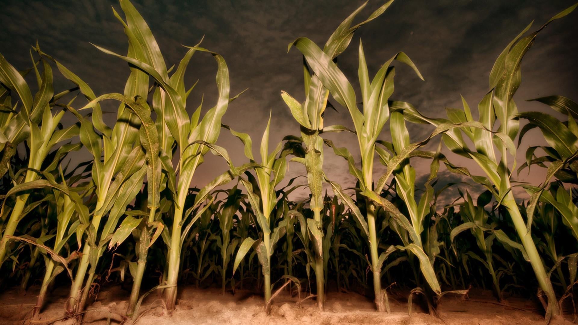 Children of the Corn: Revelation Backdrop