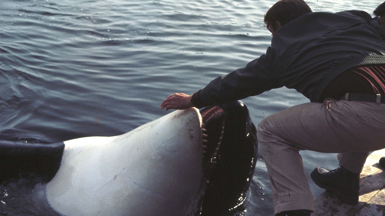 Namu, the Killer Whale (1966): Where to Watch and Stream Online | Reelgood