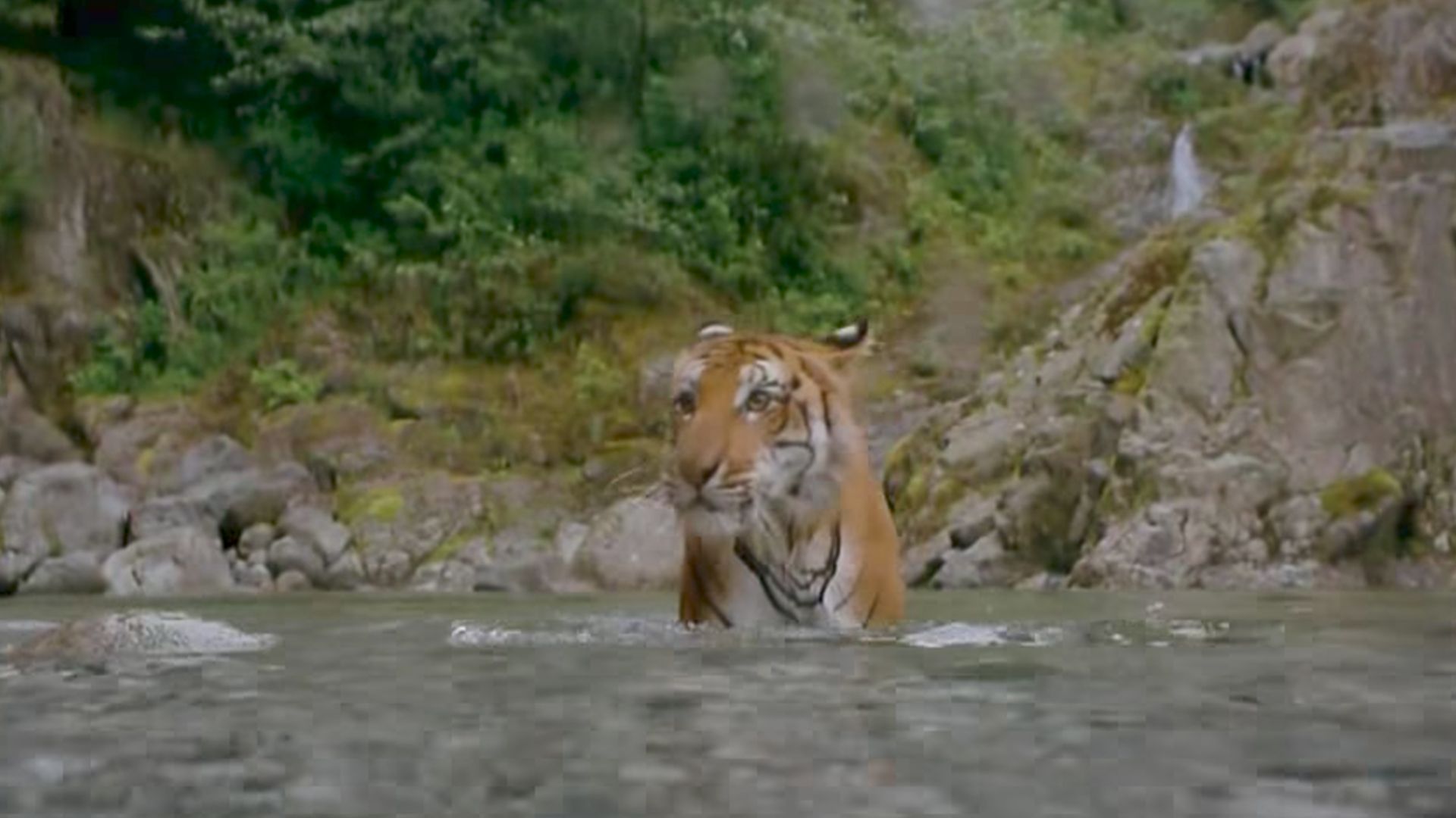India: Kingdom of the Tiger Backdrop