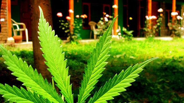 A Norml Life Backdrop