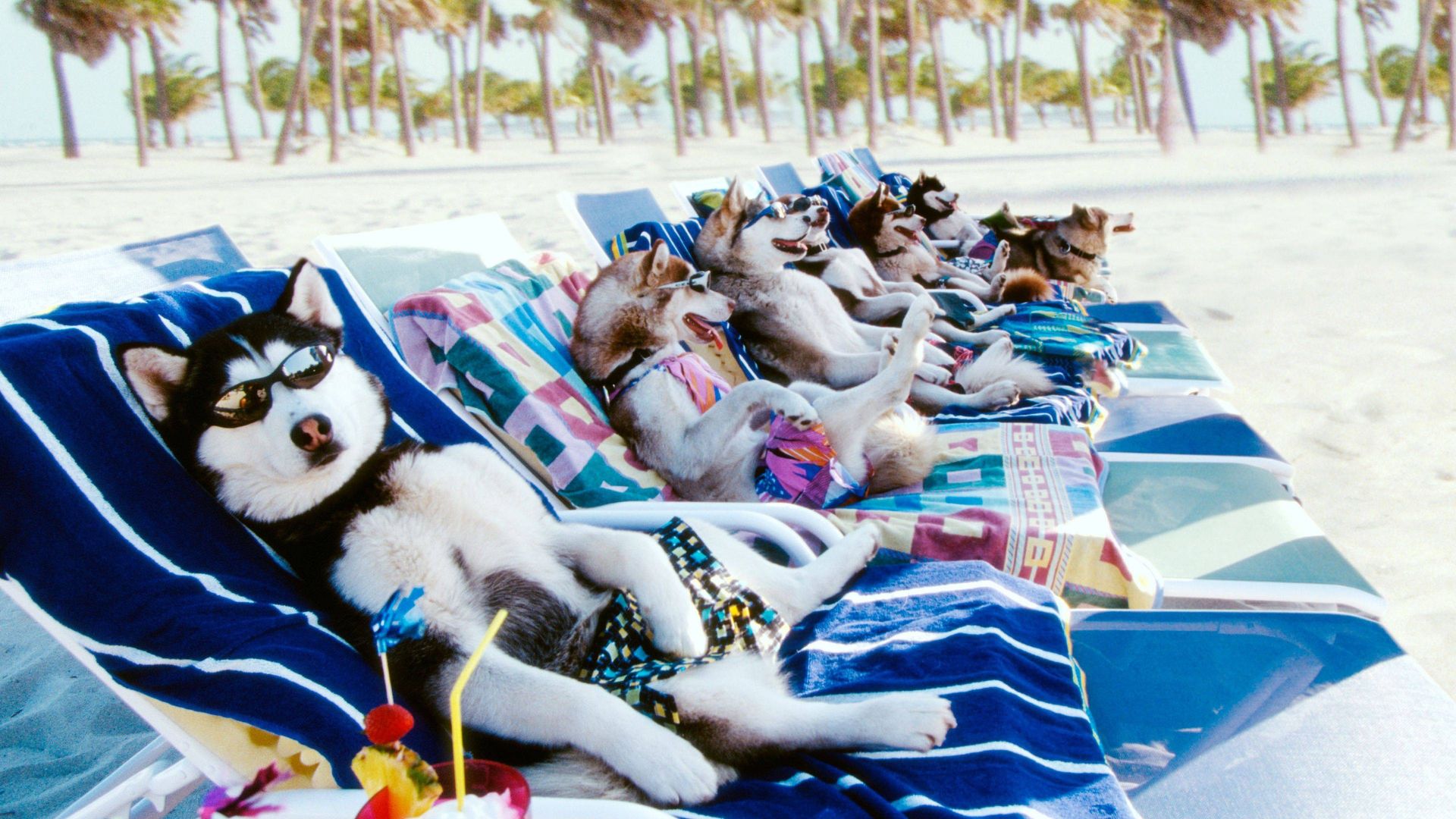 Snow Dogs Backdrop
