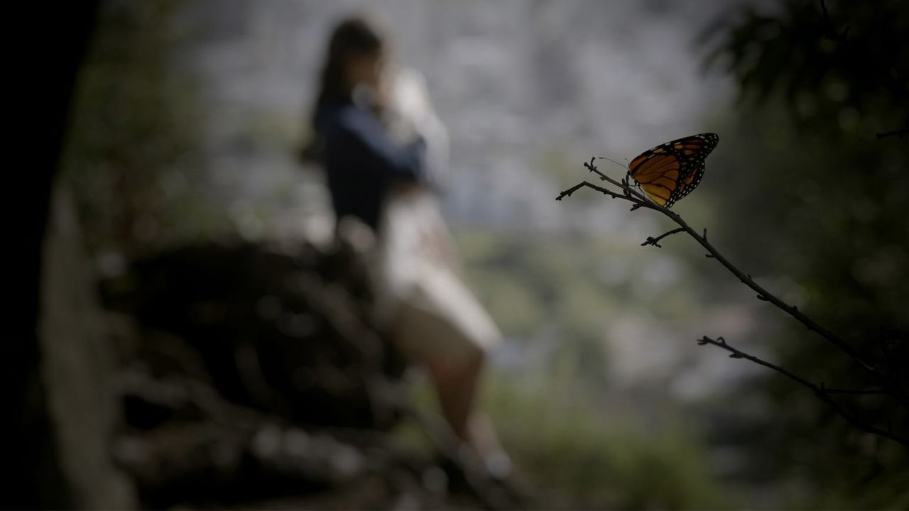Butterfly Backdrop