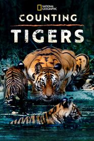  Counting Tigers Poster