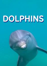 Dolphins Poster