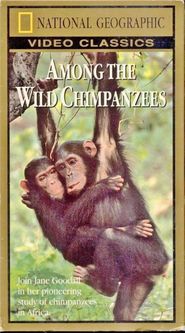  Among the Wild Chimpanzees Poster