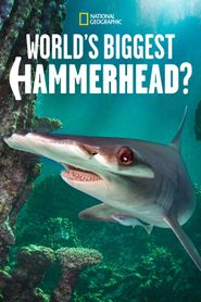  World's Biggest Hammerhead? Poster