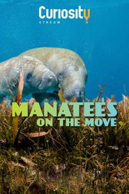  Manatees On The Move Poster