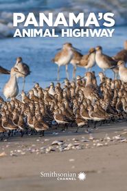  Panama's Animal Highway Poster