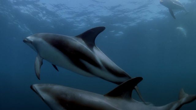 Dolphins Backdrop