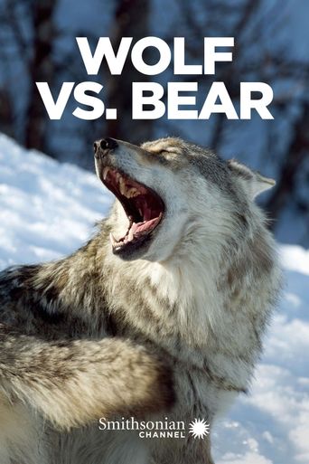 smoky mountains bear fighting wolves