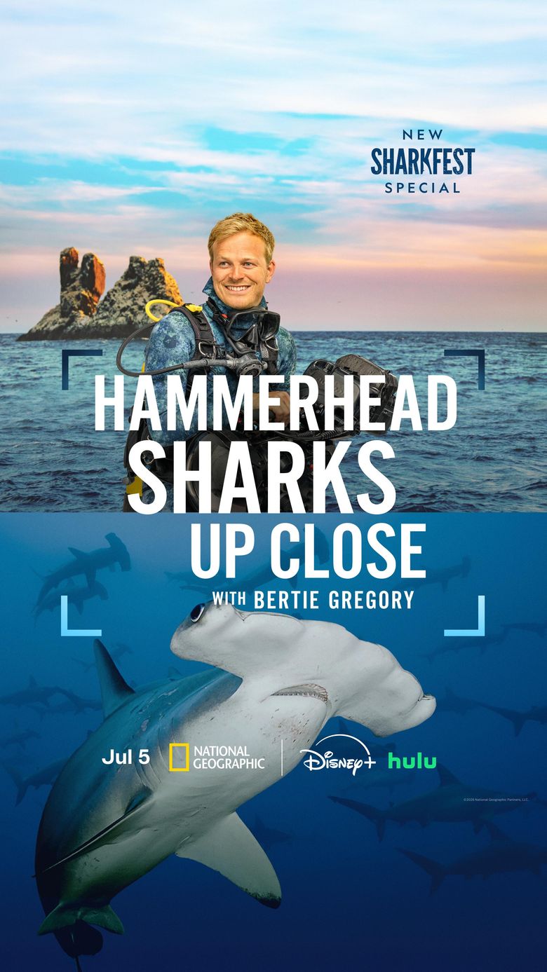 Hammerhead Sharks Up Close with Bertie Gregory