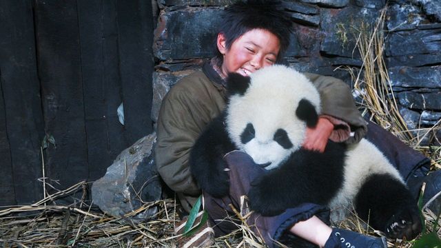 Xiong mao hui jia lu Backdrop