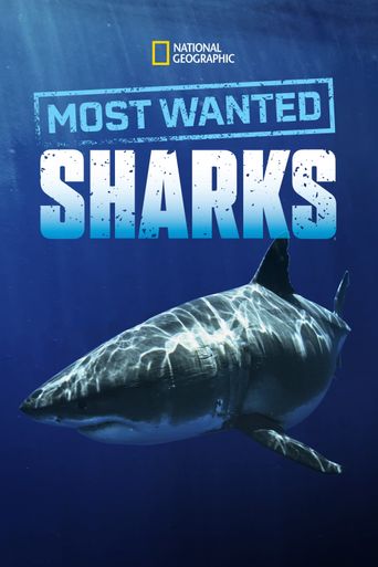  Most Wanted Sharks Poster