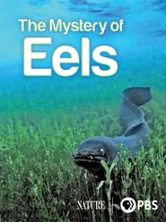  The Mystery of Eels Poster